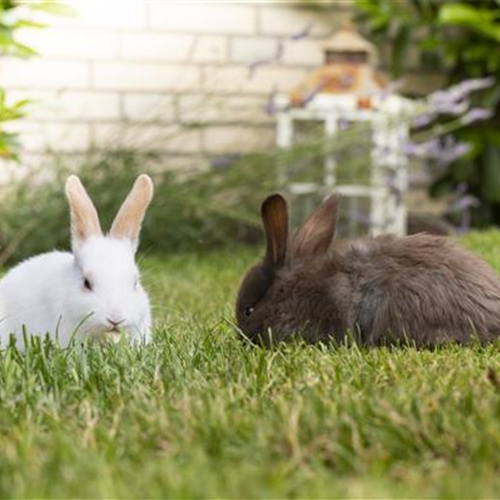 Lebensraum für Kaninchen und Co.