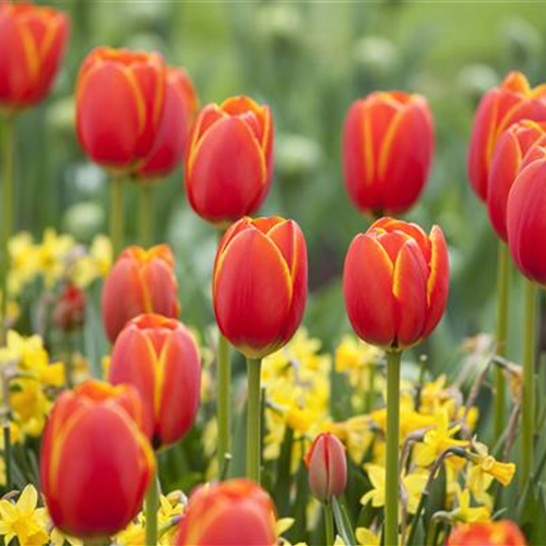 Der Feng-Shui-Garten für die Gesundheit