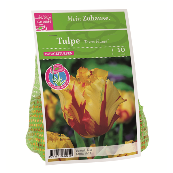 Blumenzwiebel Tulpe 'Texas Flame'