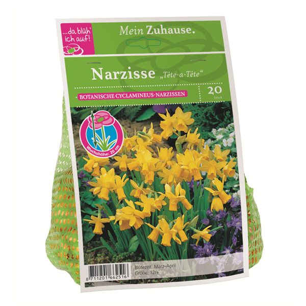 Blumenzwiebel Narzisse Tête à Tête