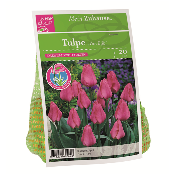 Blumenzwiebel Tulpe 'Van Eijk'