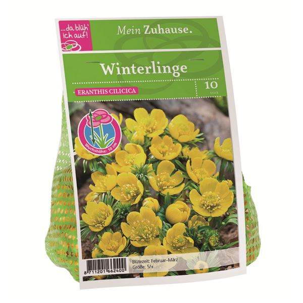 Blumenzwiebel Winterlinge gelb