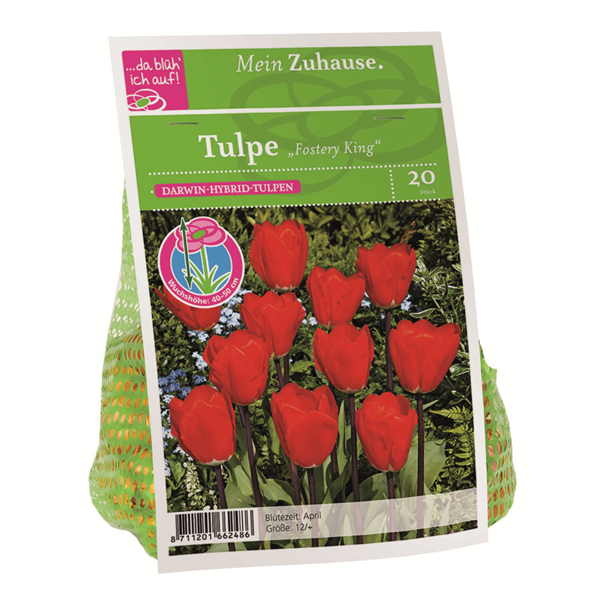 Blumenzwiebel Tulpe 'Fostery King'