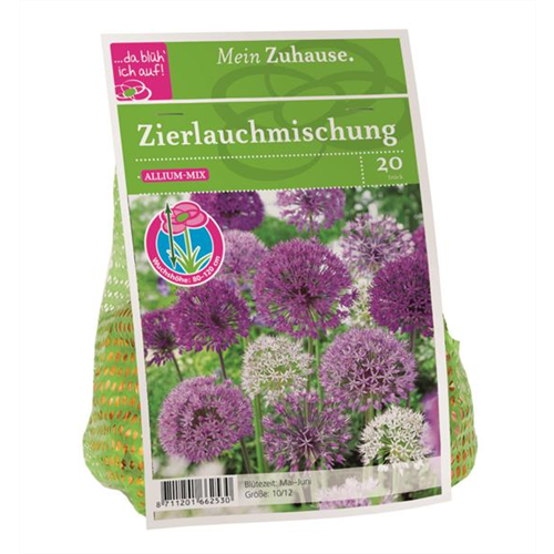 Blumenzwiebel Allium Blütenbälle