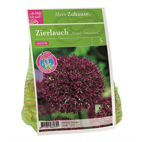 Blumenzwiebel Allium 'Purple Sensation'