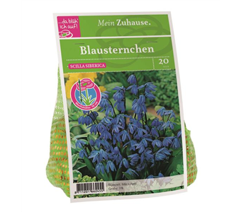 Blumenzwiebel Blausternchen